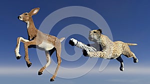 Cheetah is hunting an antelope