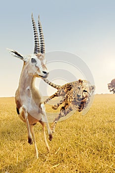 Cheetah hunting gazelle on Africa's savanna photo