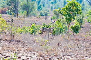 Cheetah in hunting position ready to run for an ambush. Kruger National Park, South Africa.