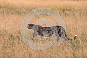 Cheetah hunting at Sunset