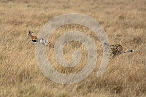 Cheetah hunting a Thomson Gazelle, Masai Mara