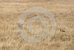Cheetah hunting  a Thomson Gazelle in Masai Mara grassland
