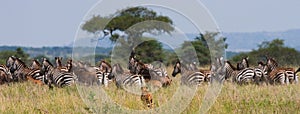 Cheetah hunts for a herd of zebras and wildebeest. Kenya. Tanzania. Africa. National Park. Serengeti. Maasai Mara. photo