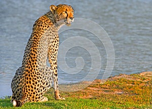 An Cheetah in Hwange National Park photo