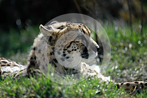 Cheetah II photo