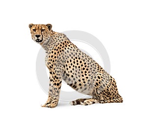 Cheetah Isolated on White