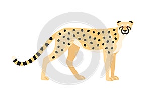 Cheetah isolated on white background. Graceful exotic carnivorous animal or predator with spotted coat. Fast African and