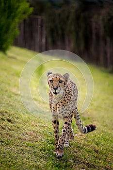 Cheetah and its direct gaze