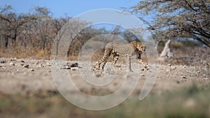 A cheetah on its way to a water hole