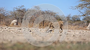 A cheetah on its way to a water hole