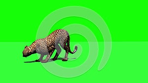 Cheetah jumps - attacks and eats 1