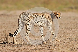 Cheetah, Kalahari desert, South Africa