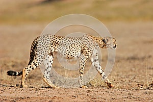 Cheetah, Kalahari desert, South Africa