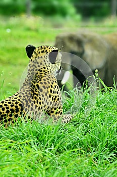 Cheetah keeping watch on passing elephant