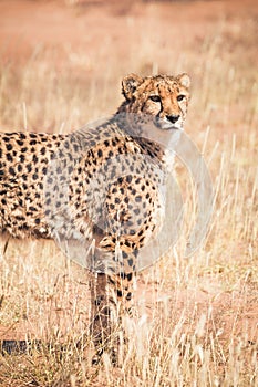 Cheetah is keeping watch in the steppe of Namibia