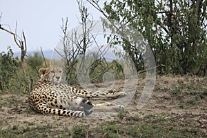Cheetah In Kenya