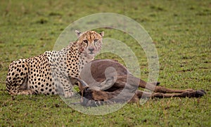 A Cheetah in Kenya, Africa