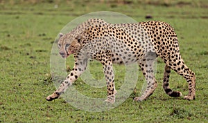 A Cheetah in Kenya, Africa