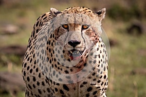 A Cheetah in Kenya, Africa