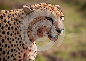 A Cheetah in Kenya, Africa