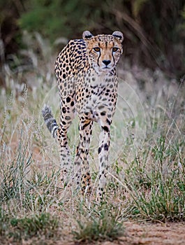 Cheetah in Kenya, desperately looking for food