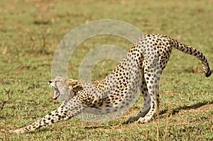 Cheetah in Kenya's Maasai Mara