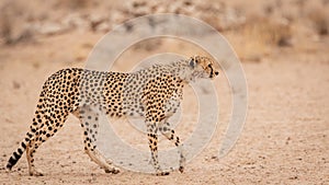 A Cheetah of the Kgalagadi