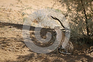 Cheetah in Kgalagari transfrontier park, South Africa