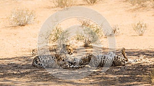 Cheetah in Kgalagari transfrontier park, South Africa