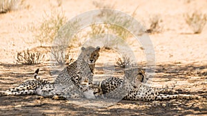 Cheetah in Kgalagari transfrontier park, South Africa