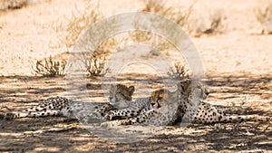 Cheetah in Kgalagari transfrontier park, South Africa