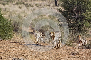 Cheetah in Kgalagari transfrontier park, South Africa