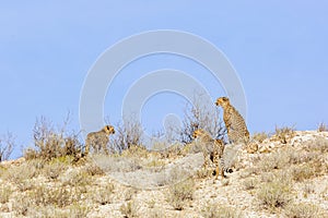 Cheetah in Kgalagari transfrontier park, South Africa