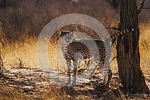 Cheetah in Kgalagari transfrontier park, South Africa