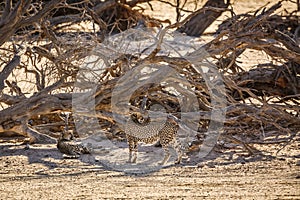 Cheetah in Kgalagari transfrontier park, South Africa