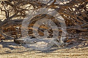 Cheetah in Kgalagari transfrontier park, South Africa