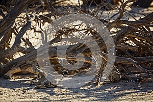 Cheetah in Kgalagari transfrontier park, South Africa