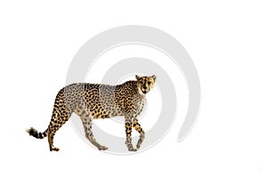 Cheetah in Kgalagari transfrontier park, South Africa