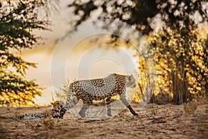 Cheetah in Kgalagari transfrontier park, South Africa