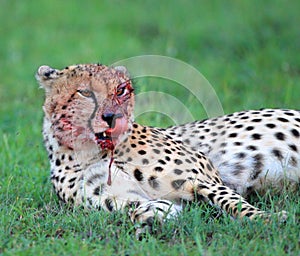 Cheetah after a Kill