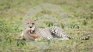 Cheetah kill baby Thompson`s Gazelle in Masai Mara Kenya photo