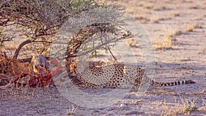 Cheetah Kill in Etosha