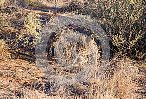 Cheetah kill Springbok