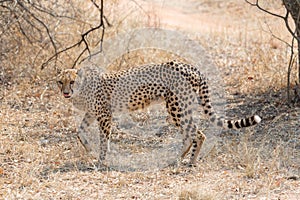 Cheetah Kruger National Park