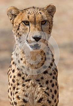 Cheetah Kruger National Park