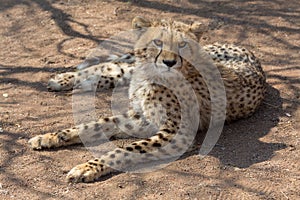 Cheetah Kruger National Park