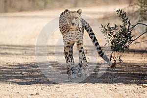 Cheetah kruger national Park