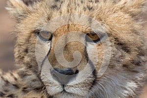 Cheetah Kruger National Park