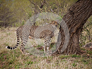 Cheetah in Kruger National Park