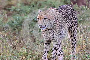 Cheetah in Kruger National Park